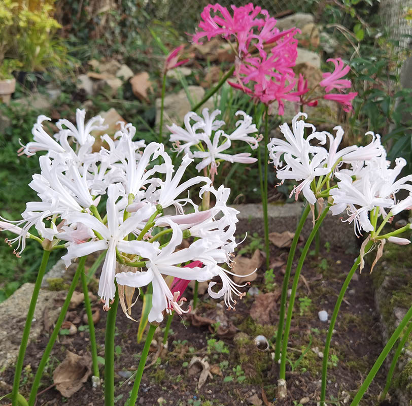 Nerine bowdenii photo